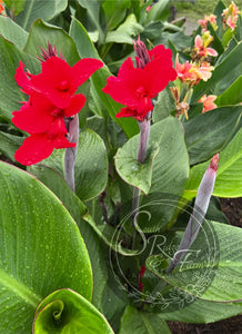 canna 'Fantastic Red'