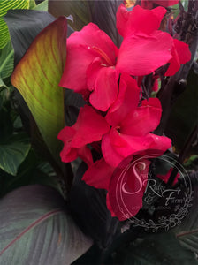 canna 'Raspberry Truffle'