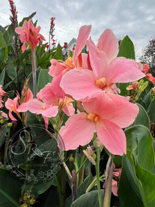 canna 'Pink Floyd'