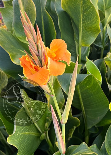 canna 'Champa Tiger'