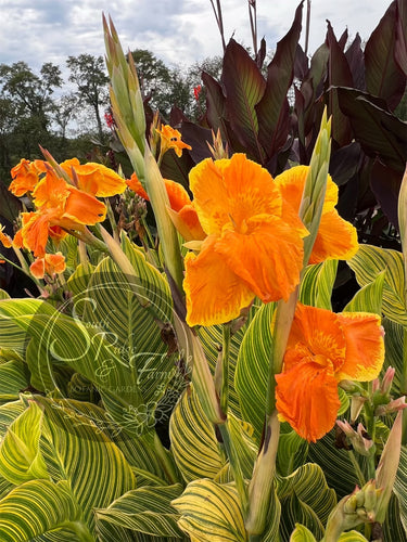 canna 'Bethany’