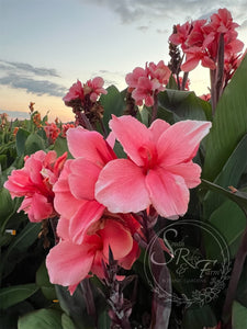 canna 'Strawberry Delight'