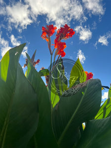 canna 'Burnt Orange'