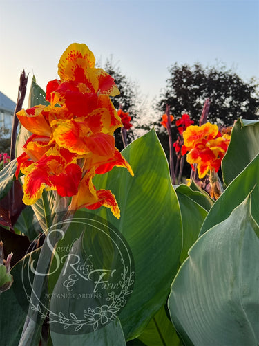 canna 'Thai Sunray'