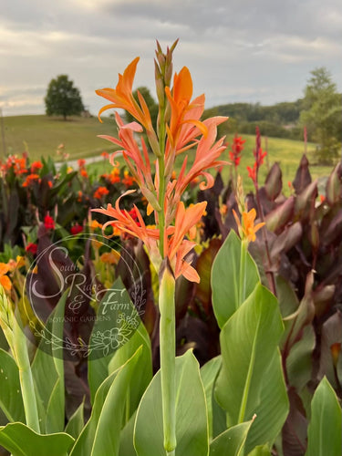 canna 'Omega'