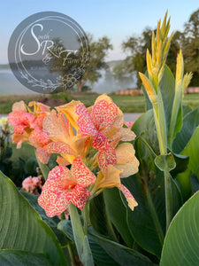 canna 'Polish Lady’