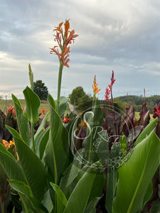 canna 'Omega'