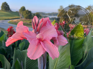 canna 'Marshmallow'