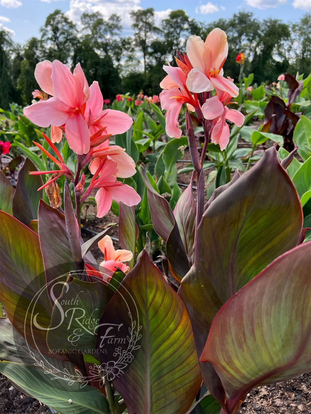 canna 'Belinda'