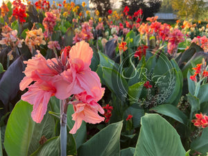 canna 'Marshmallow'