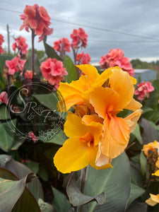 canna 'Golden Orb'