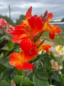 canna 'Stars and Stripes'