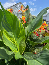 Load image into Gallery viewer, canna &#39;Princess Charlotte&#39;