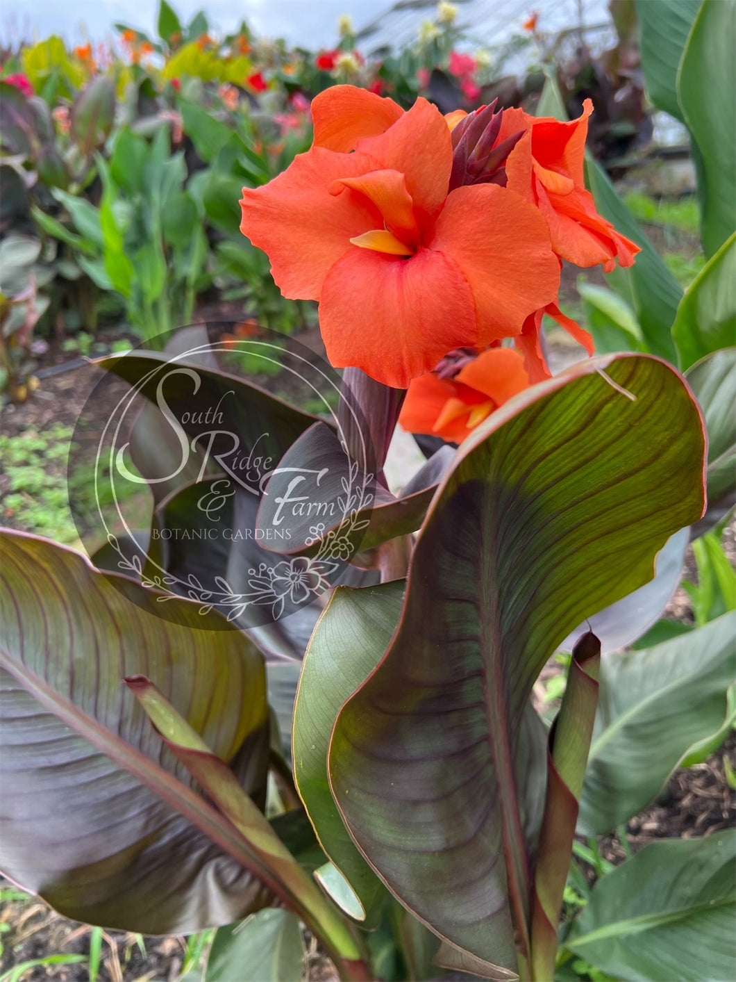 canna 'Tango Mango'