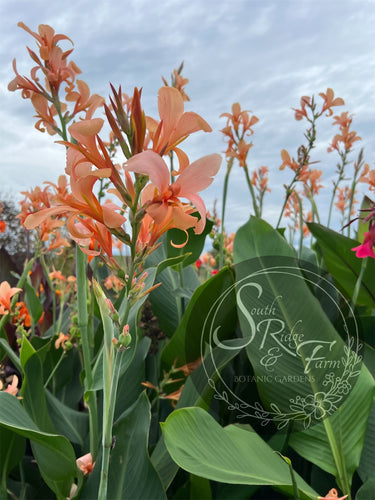 canna 'Peach Butterflies'