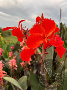 canna 'Joker'