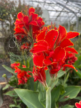 Load image into Gallery viewer, canna &#39;Butterfly Brocade&#39;