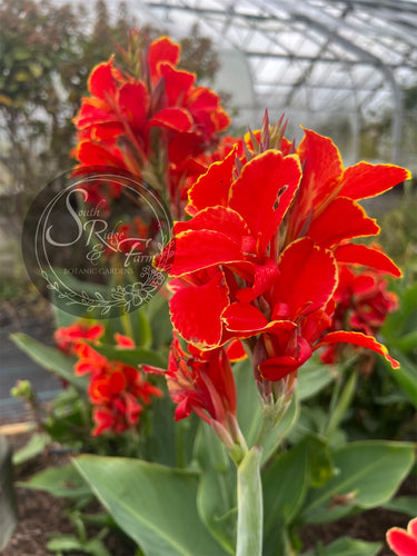 canna 'Butterfly Brocade'