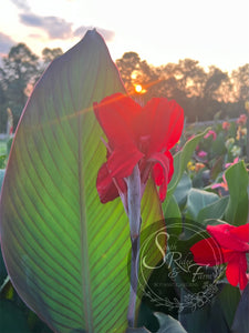 canna 'Black Knight'