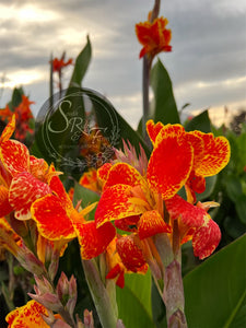 canna 'Calimero'