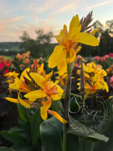 Load image into Gallery viewer, canna &#39;Yellow Butterflies’