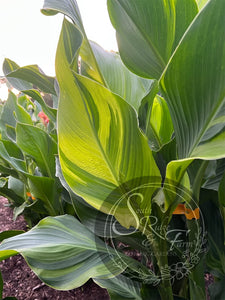 canna 'Princess Charlotte'