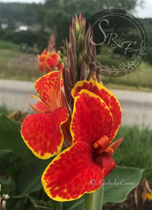 canna 'Butterfly Brocade'