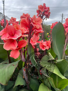 canna 'Strawberry Delight'