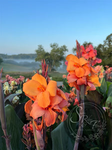 canna 'Cheyenne'