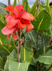 canna 'Salmon Tiger'