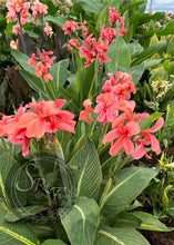 Load image into Gallery viewer, canna &#39;Pink Tiger&#39;