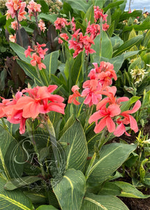 canna 'Pink Tiger'