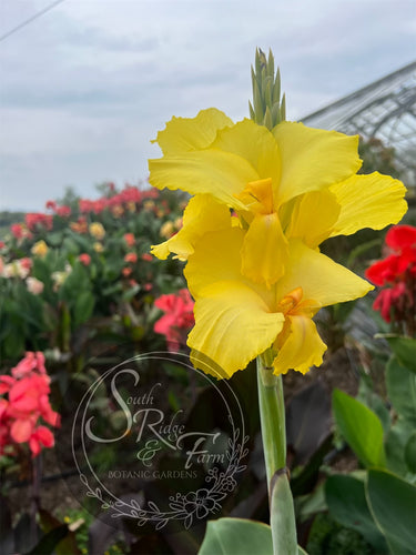 canna 'Lunar Light'