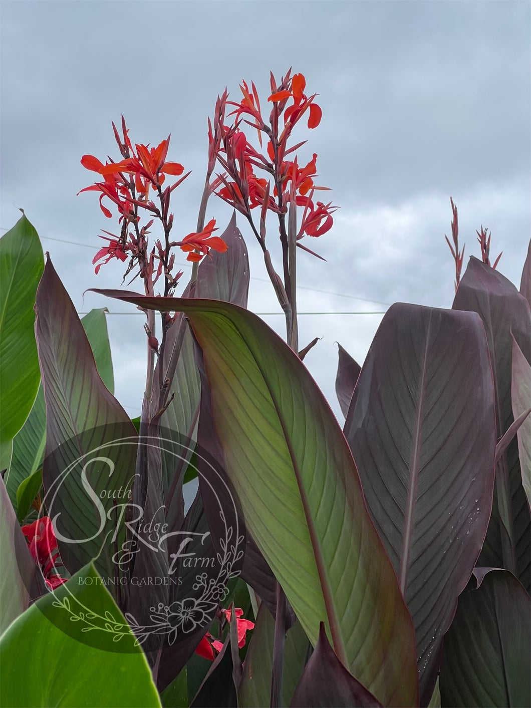 canna 'Intrigue'