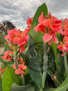 canna 'Evie'