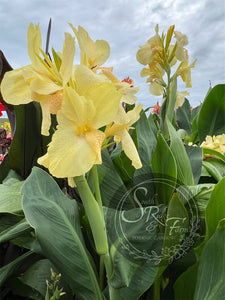 canna 'Polar Vortex'