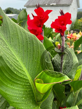 Load image into Gallery viewer, canna &#39;Fantastic Red&#39;