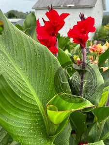 canna 'Fantastic Red'