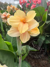 Load image into Gallery viewer, canna &#39;Princess Di&#39;