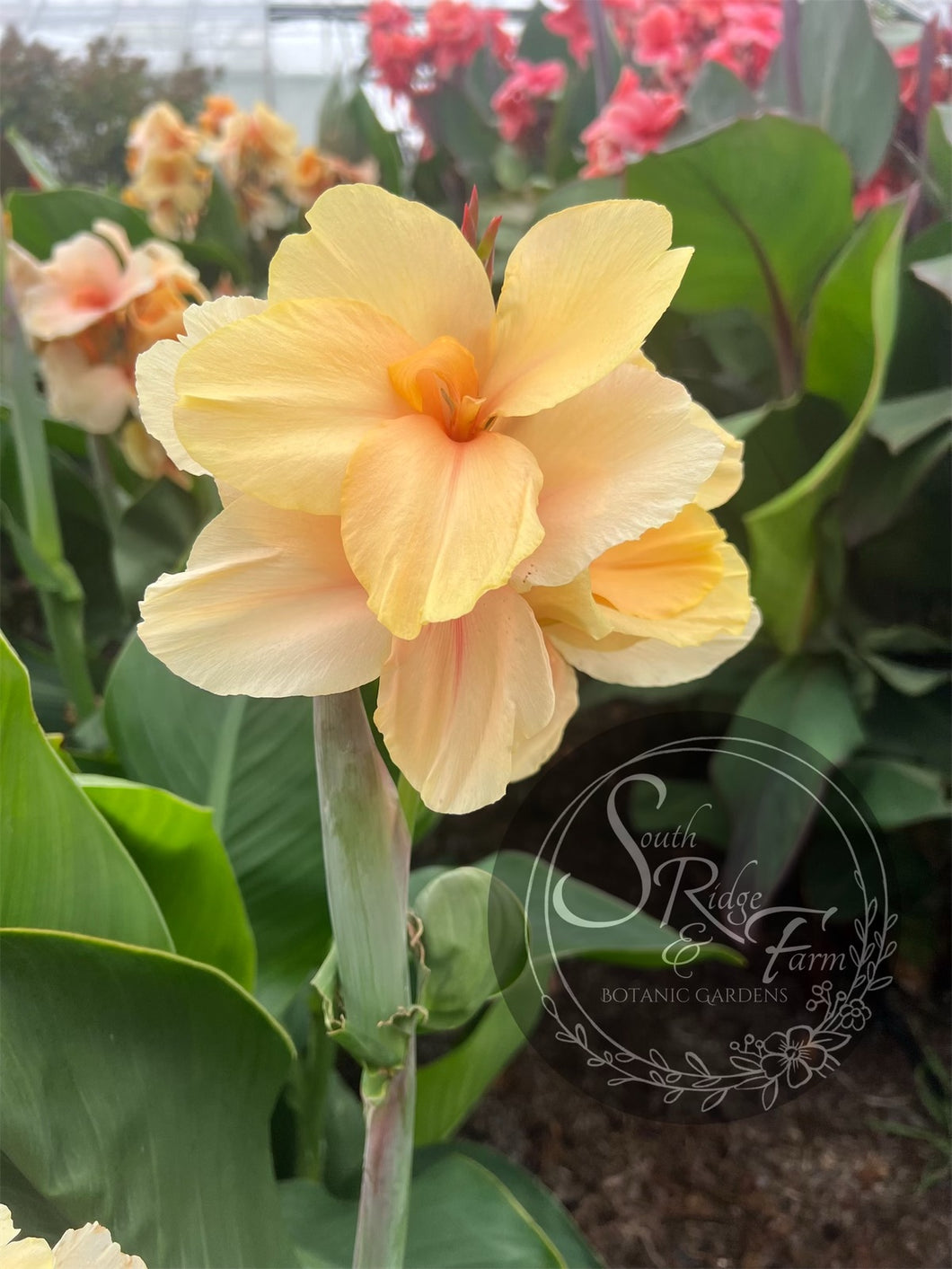 canna 'Princess Di'