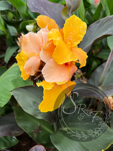 canna 'Golden Orb'