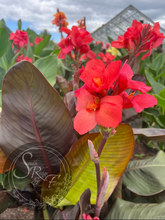 Load image into Gallery viewer, canna &#39;Rosever&#39;