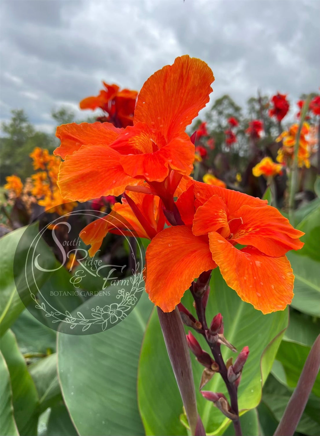 canna 'Thai Goddess'