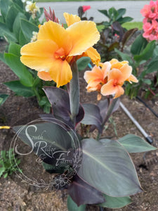 canna 'Golden Orb'