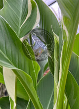 Load image into Gallery viewer, canna &#39;Florida Red&#39;