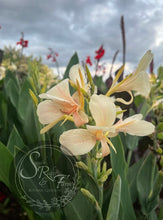 Load image into Gallery viewer, canna &#39;White Butterflies’