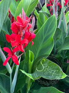 canna 'Tornado'