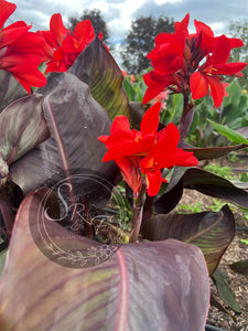 canna 'Black Jasper'