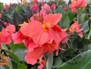 canna 'Rose Quartz'