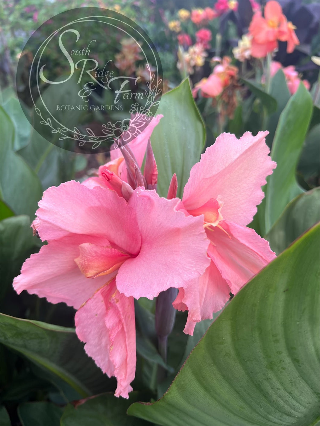 canna 'Marshmallow'